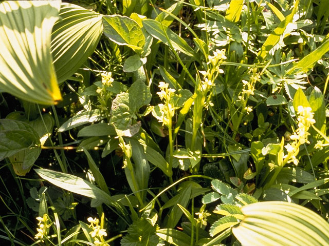 Platanthera hyperborea (Northern green orchid) #1101