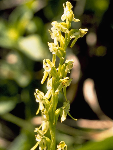 Platanthera obtusata (Bluntleaved orchid) #1104