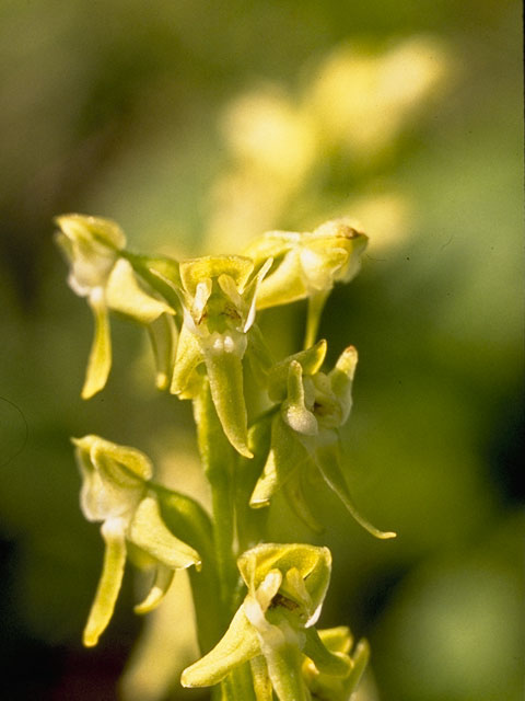 Platanthera obtusata (Bluntleaved orchid) #1105