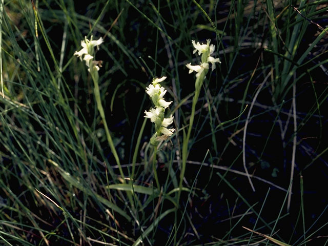 Spiranthes vernalis (Spring ladies'-tresses) #1134