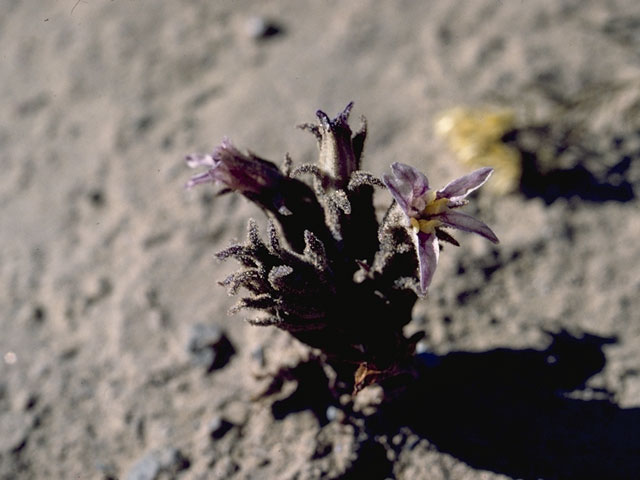 Orobanche californica ssp. grayana (Gray's broomrape) #1142