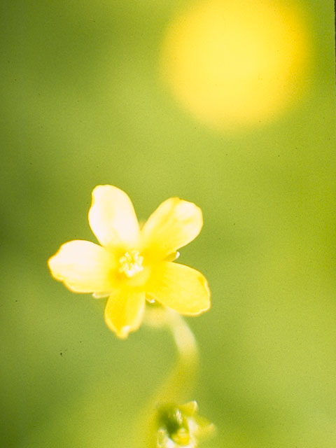 Oxalis stricta (Common yellow oxalis) #1164