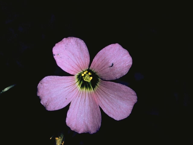 Oxalis violacea (Violet woodsorrel) #1179