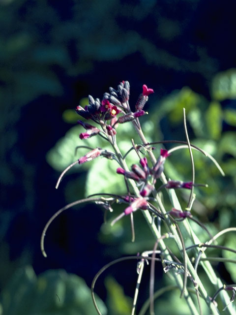 Epilobium ciliatum ssp. ciliatum (Fringed willowherb) #1182