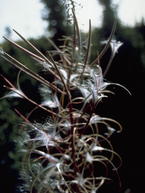 Chamerion angustifolium ssp. circumvagum (Fireweed) #1194