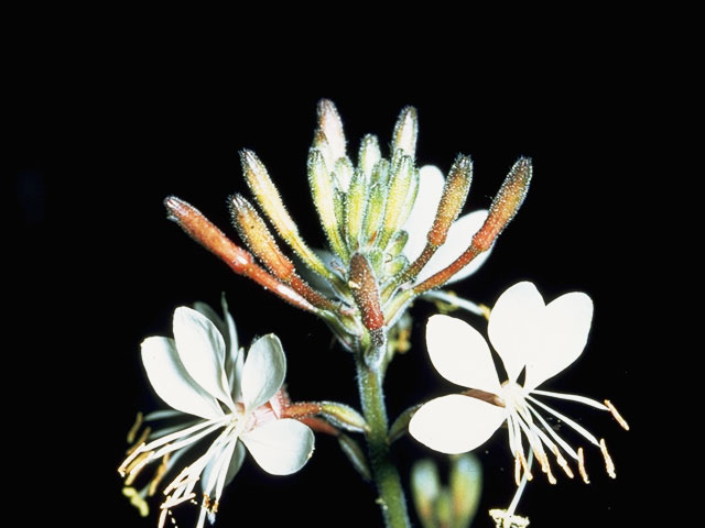 Oenothera gaura (Biennial beeblossom) #1217