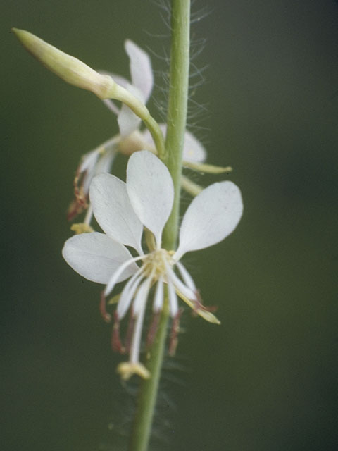 Oenothera patriciae (Plains beeblossom) #1219
