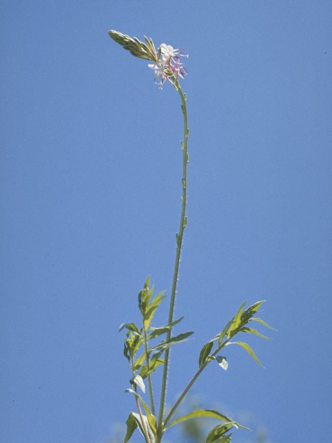 Oenothera patriciae (Plains beeblossom) #1220