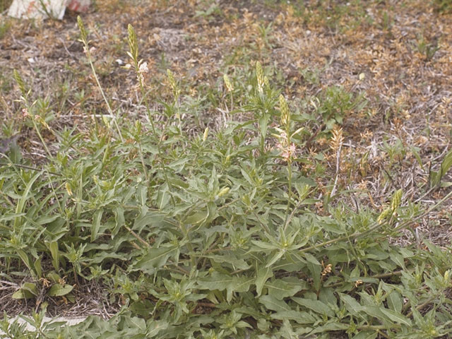 Oenothera patriciae (Plains beeblossom) #1221