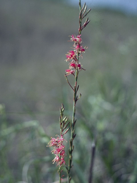 Oenothera suffrutescens (Scarlet beeblossom) #1223