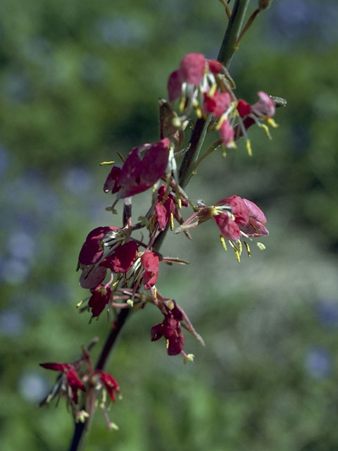 Oenothera suffrutescens (Scarlet beeblossom) #1224