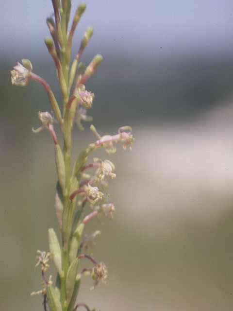 Oenothera curtiflora (Velvetweed) #1233