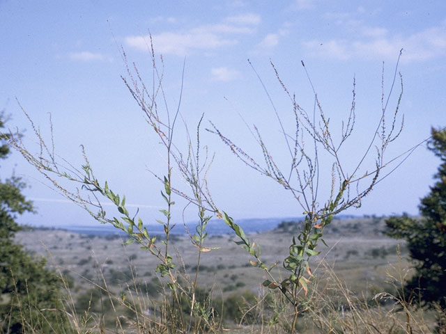 Oenothera curtiflora (Velvetweed) #1234
