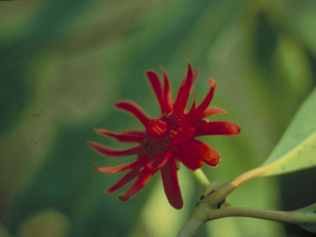Illicium floridanum (Florida anisetree) #1251