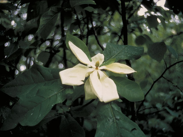 Magnolia ashei (Ashe's magnolia) #1260