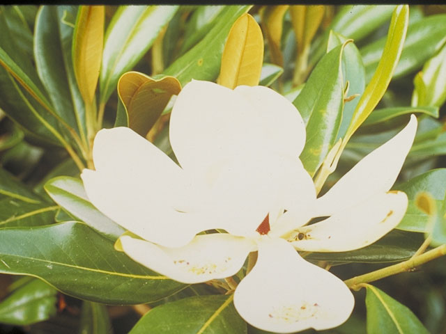 Magnolia grandiflora (Southern magnolia) #1263