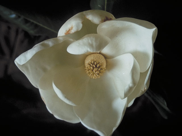 Magnolia grandiflora (Southern magnolia) #1265