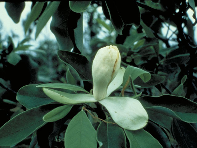 Magnolia virginiana (Sweetbay) #1268