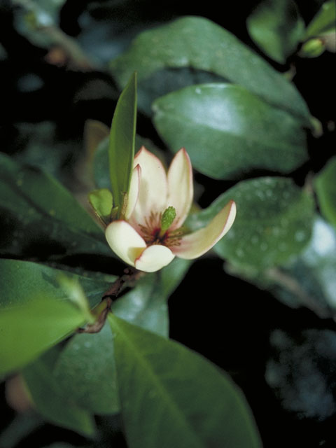 Magnolia virginiana (Sweetbay) #1269
