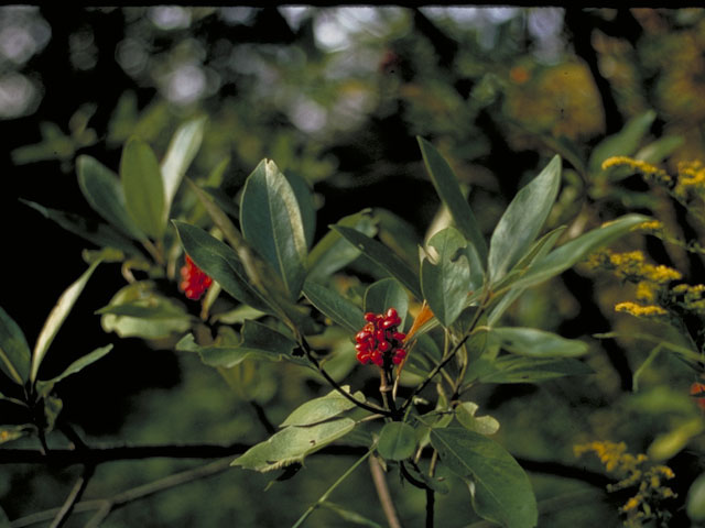 Magnolia virginiana (Sweetbay) #1271