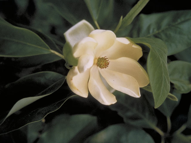 Magnolia virginiana (Sweetbay) #1272