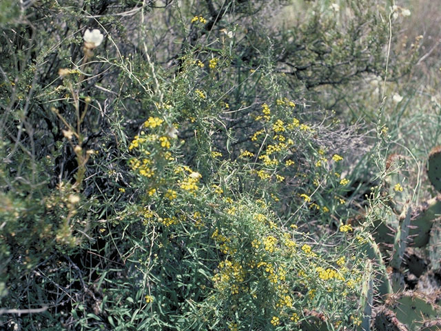 Janusia gracilis (Slender janusia) #1274