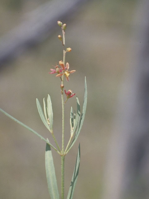 Galphimia angustifolia (Narrow-leaf goldshower) #1279