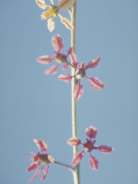 Galphimia angustifolia (Narrowleaf goldshower) #1281