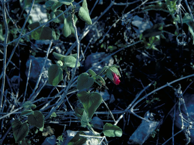 Hibiscus martianus (Heartleaf rosemallow) #1286