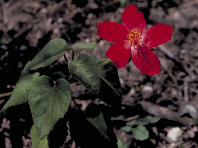 Hibiscus martianus (Heartleaf rosemallow) #1287