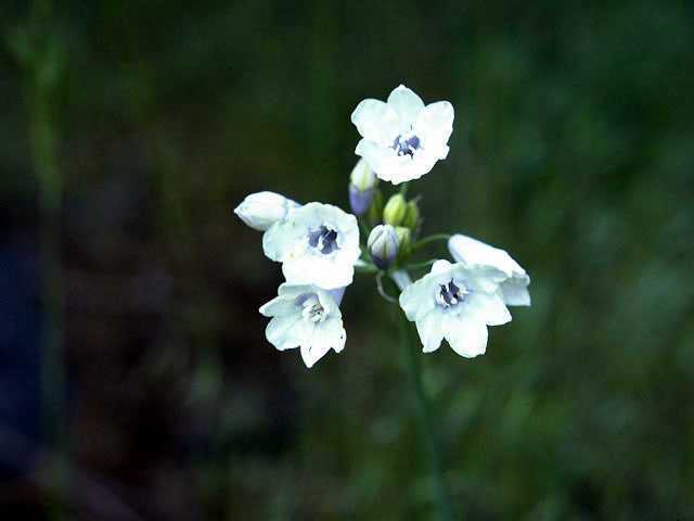 Triteleia grandiflora var. howellii (Howell's triteleia) #1330