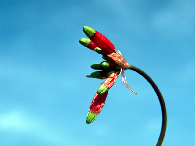 Dichelostemma ida-maia (Firecracker flower) #1351