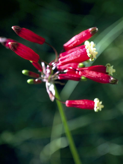 Dichelostemma ida-maia (Firecracker flower) #1352