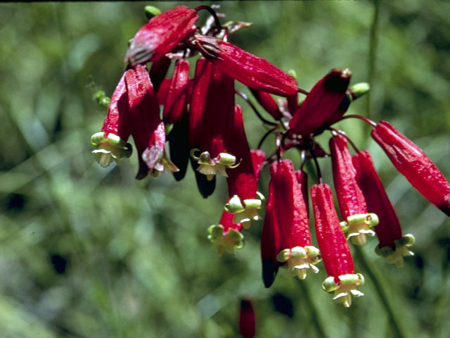 Dichelostemma ida-maia (Firecracker flower) #1353