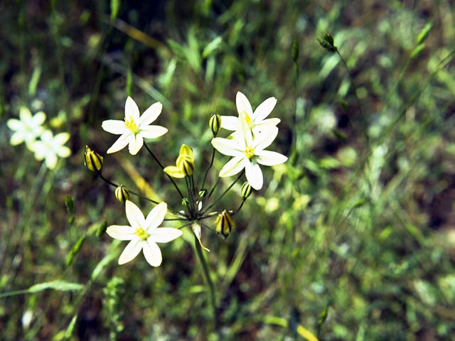 Triteleia ixioides ssp. cookii (Cook's triteleia) #1360
