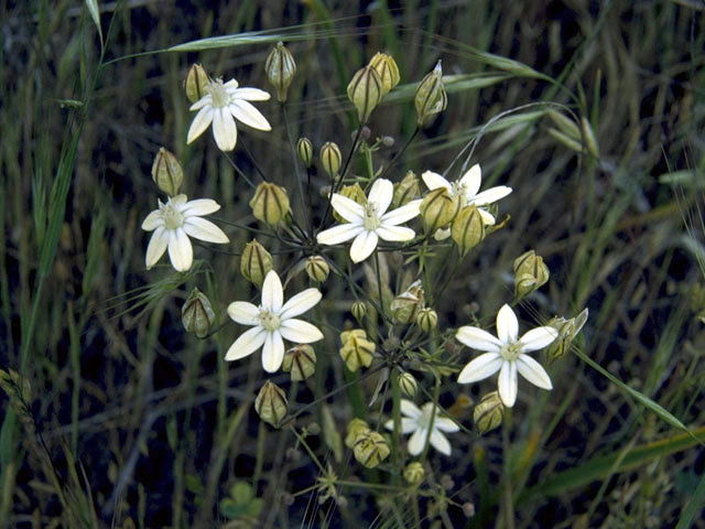 Triteleia ixioides ssp. cookii (Cook's triteleia) #1361