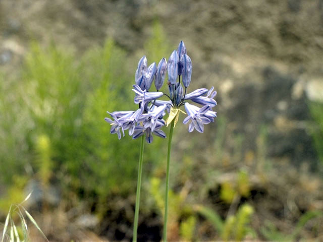 Dichelostemma capitatum ssp. capitatum (Bluedicks) #1367