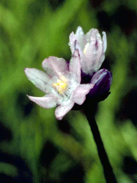 Dichelostemma capitatum ssp. capitatum (Bluedicks) #1370