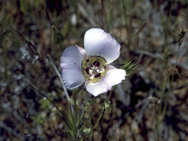 Calochortus ambiguus (Arizona mariposa lily) #1381