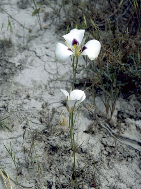 Calochortus bruneaunis (Bruneau mariposa lily) #1388