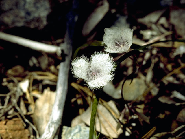 Calochortus caeruleus (Beavertail grass) #1389
