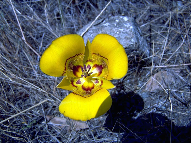 Calochortus clavatus (Clubhair mariposa lily) #1392