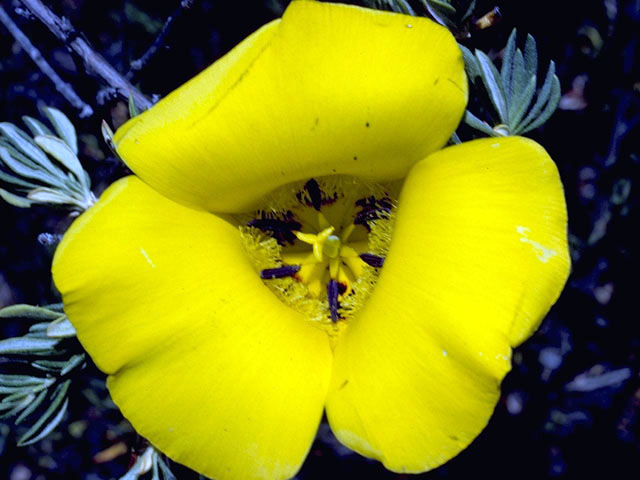 Calochortus clavatus var. gracilis (Slender mariposa lily) #1394