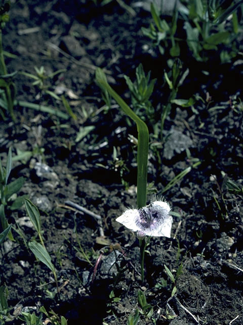 Calochortus caeruleus (Beavertail grass) #1398