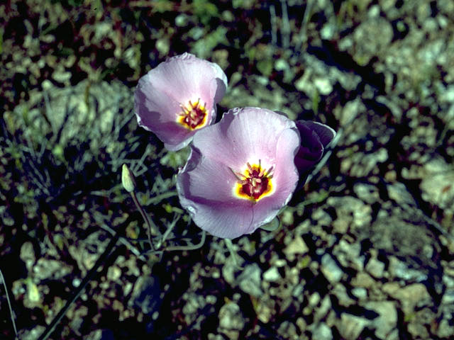 Calochortus flexuosus (Winding mariposa lily) #1411