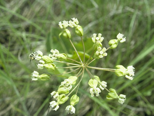 Asclepias amplexicaulis (Clasping milkweed) #1417