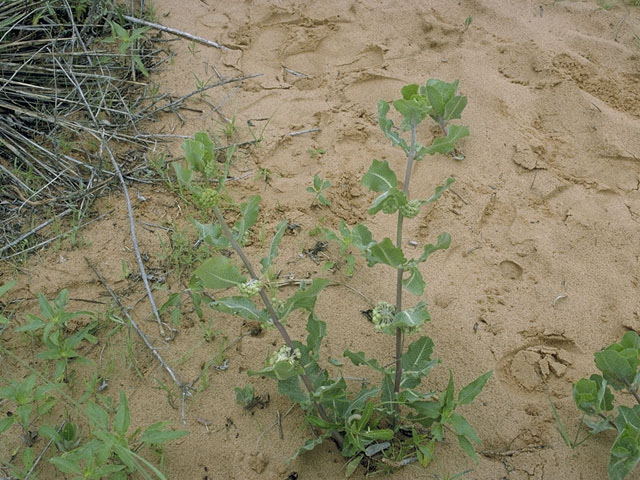 Asclepias arenaria (Sand milkweed) #1419