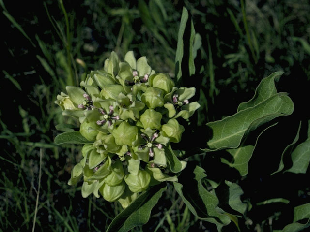 Asclepias viridis (Green milkweed) #1420