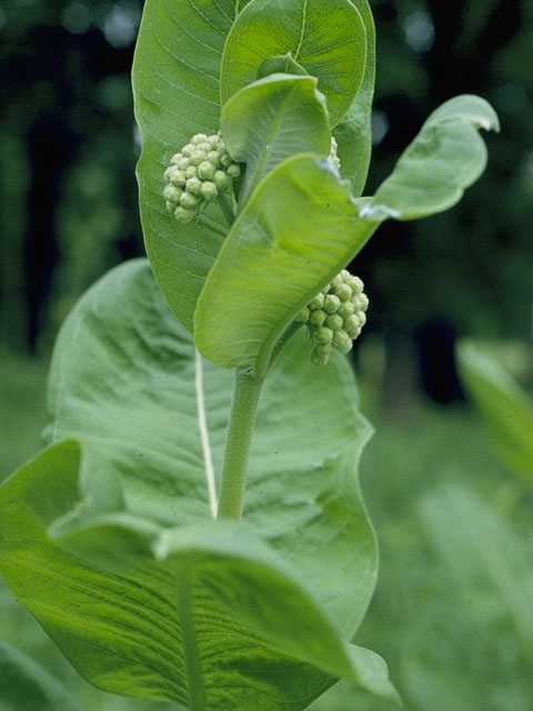 Asclepias syriaca (Common milkweed) #1424