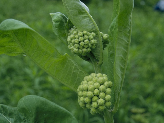 Asclepias syriaca (Common milkweed) #1427